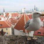 Tallinn (EST) – Die Möwe wollte unbedingt ins Bild