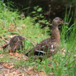 Chenonceaux (F) – Im Park des Wasserschlosses dürfen Enten nicht fehlen