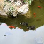 Asti (I) – Im Kirchgarte gabs auch einen Teich mit Goldfischen und Wasserschildkröten